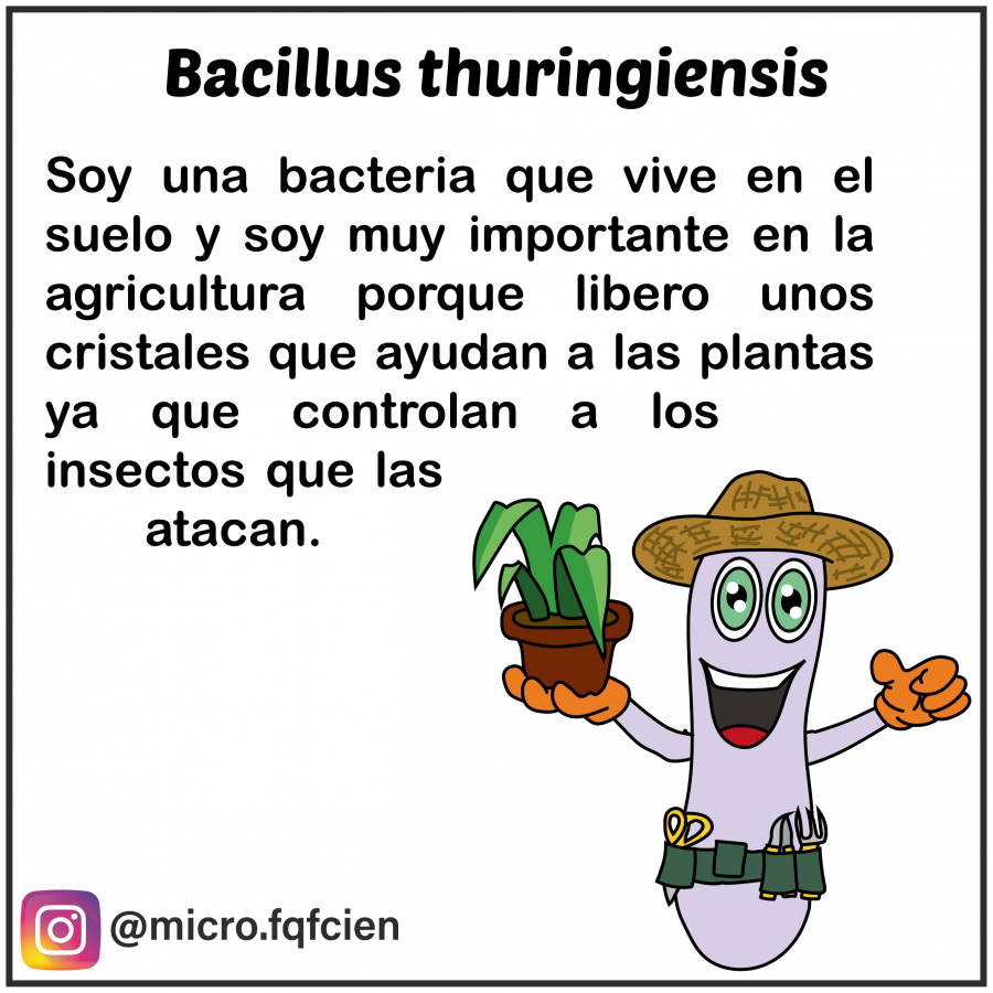 tarjetas_de_microorganismos-14.png